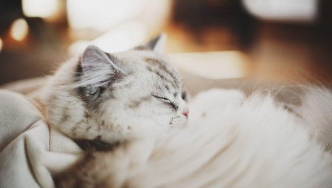 Кошка, пушистая, спящая, толстая