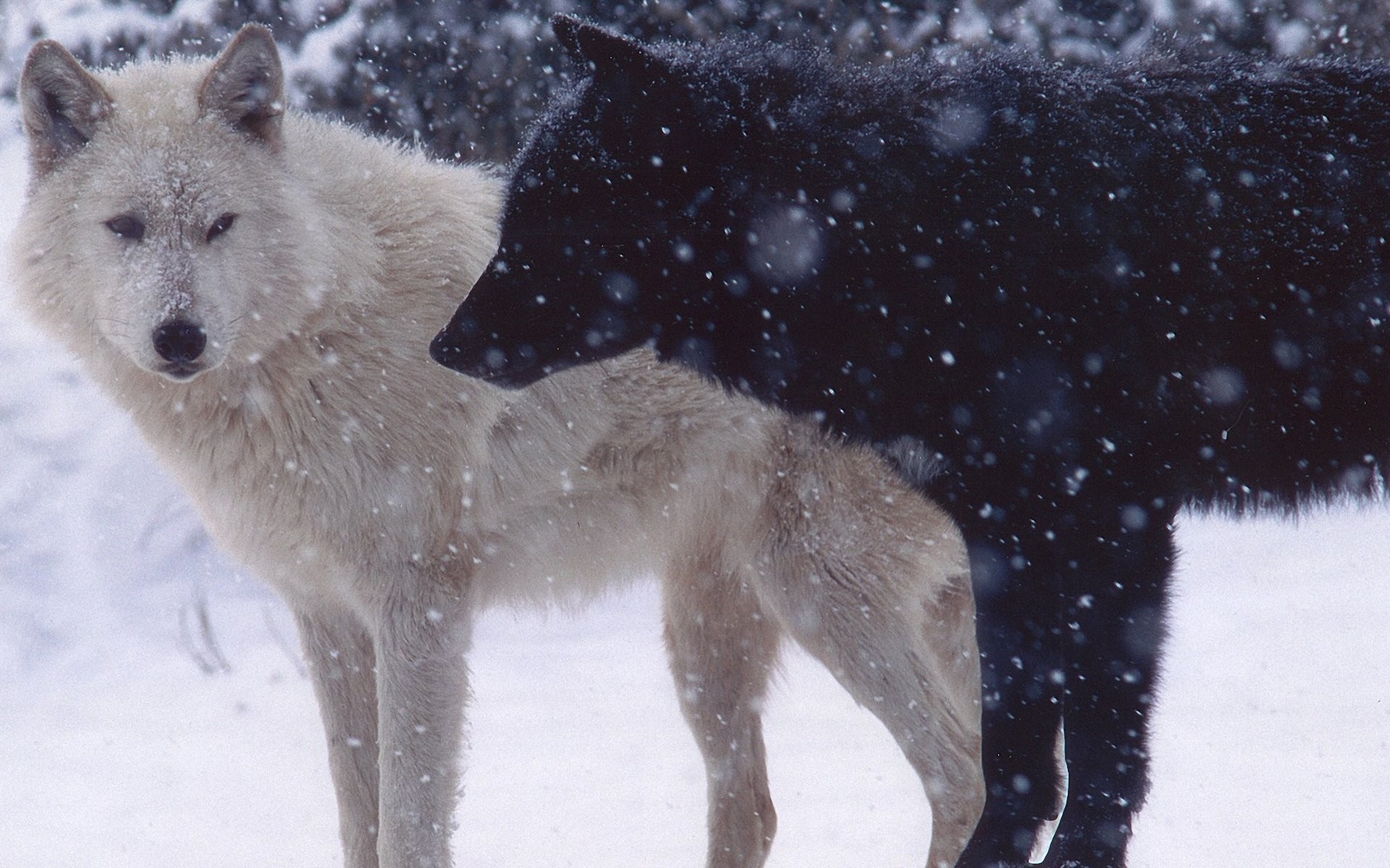 Картинки Волки, пара, хищник, снег, собаки фото и обои на рабочий стол
