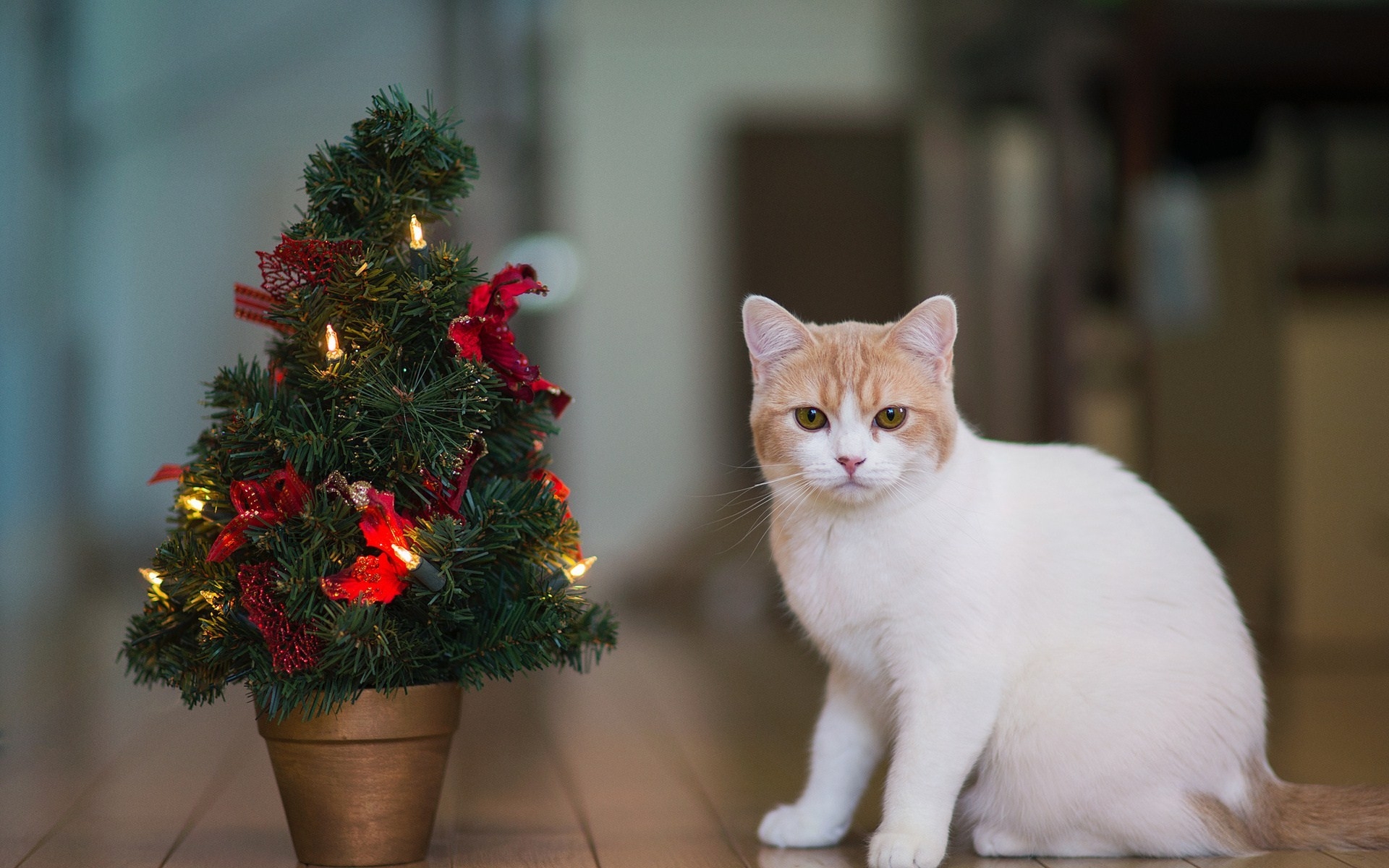 Картинки Кот, дерево, новый год, дом фото и обои на рабочий стол