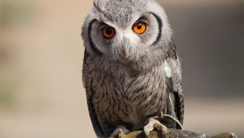 Сова, птица, хищник, глаза, перья
