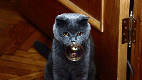 Кошка, пузырь, морда, жир