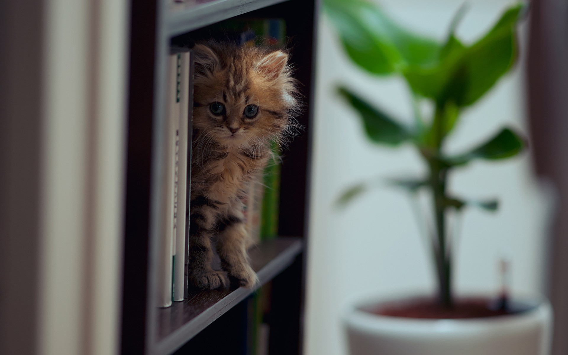 Картинки Котенок, полка, подъем, игривый фото и обои на рабочий стол