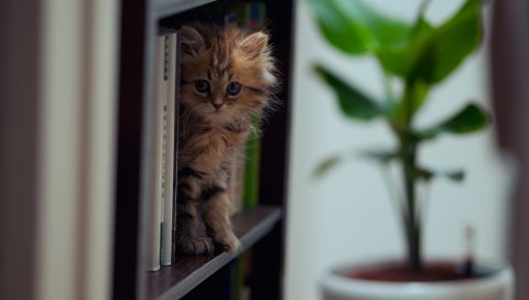Котенок, полка, подъем, игривый