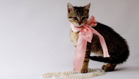 Котенок, лук, бусы, украшения, красивые