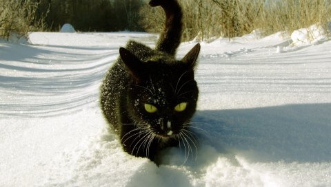 Кошка, снег, скалолазание, тропы, зима