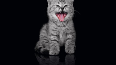 Котенок, зевая, морда, черный фон