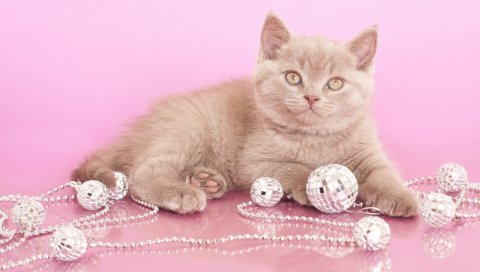 Котенок, бусы, украшения, взгляд, фотосессия