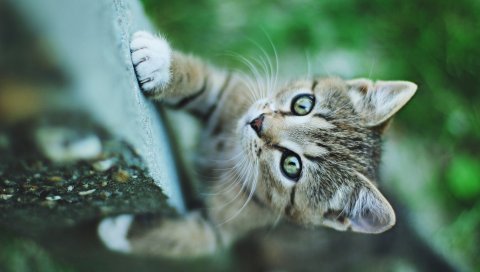 Котенок, морда, лазание, лапа