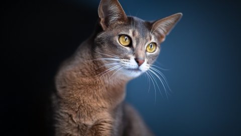 Кошка, лицо, фон, размытие