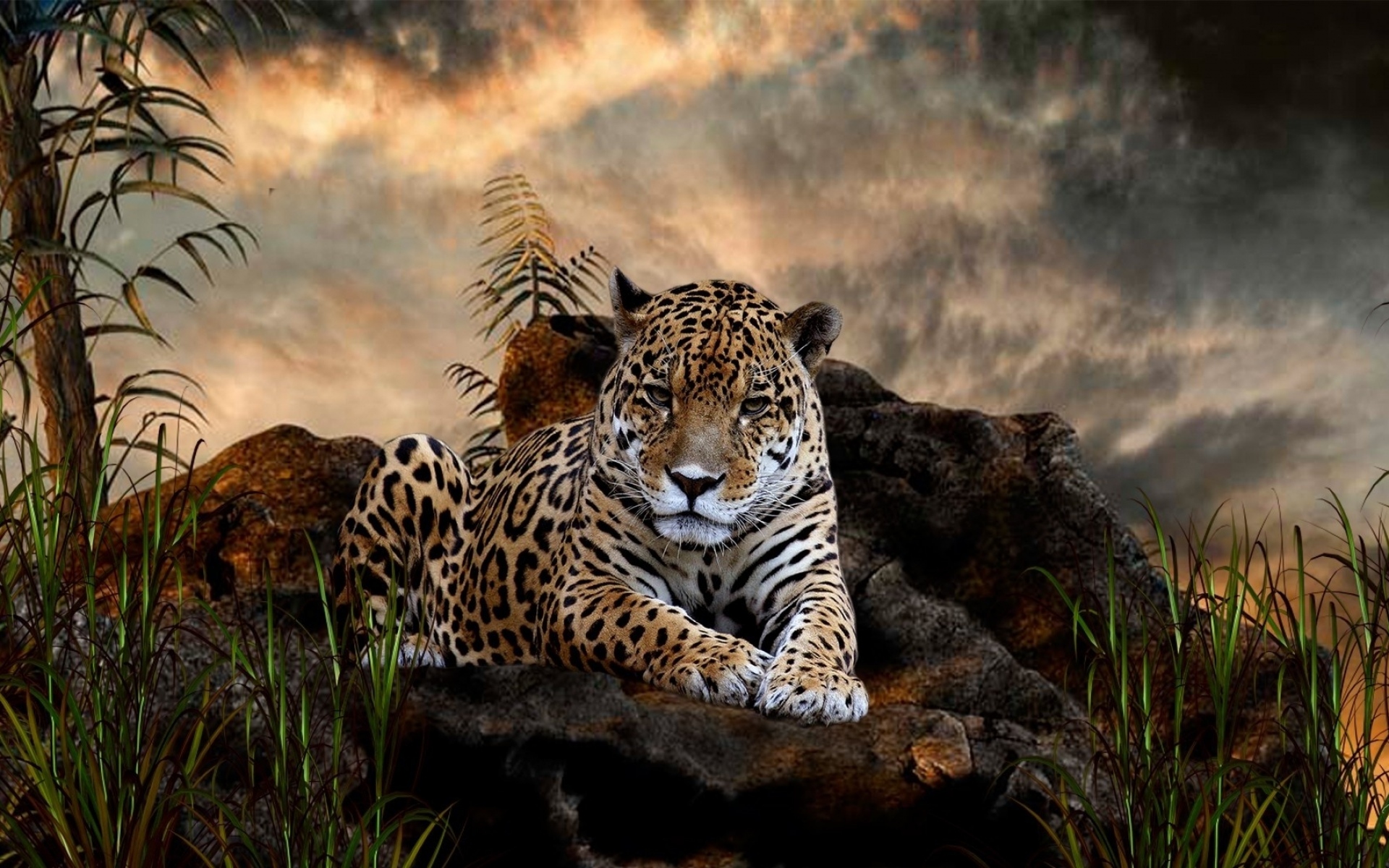 Картинки Леопард, трава, большая кошка, плотоядное животное, ложь, камни фото и обои на рабочий стол