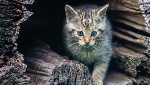 Котенок, заглядывание, полосатый, журнал