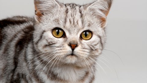 Кошка, лицо, полосатый, глаза, милый, котенок