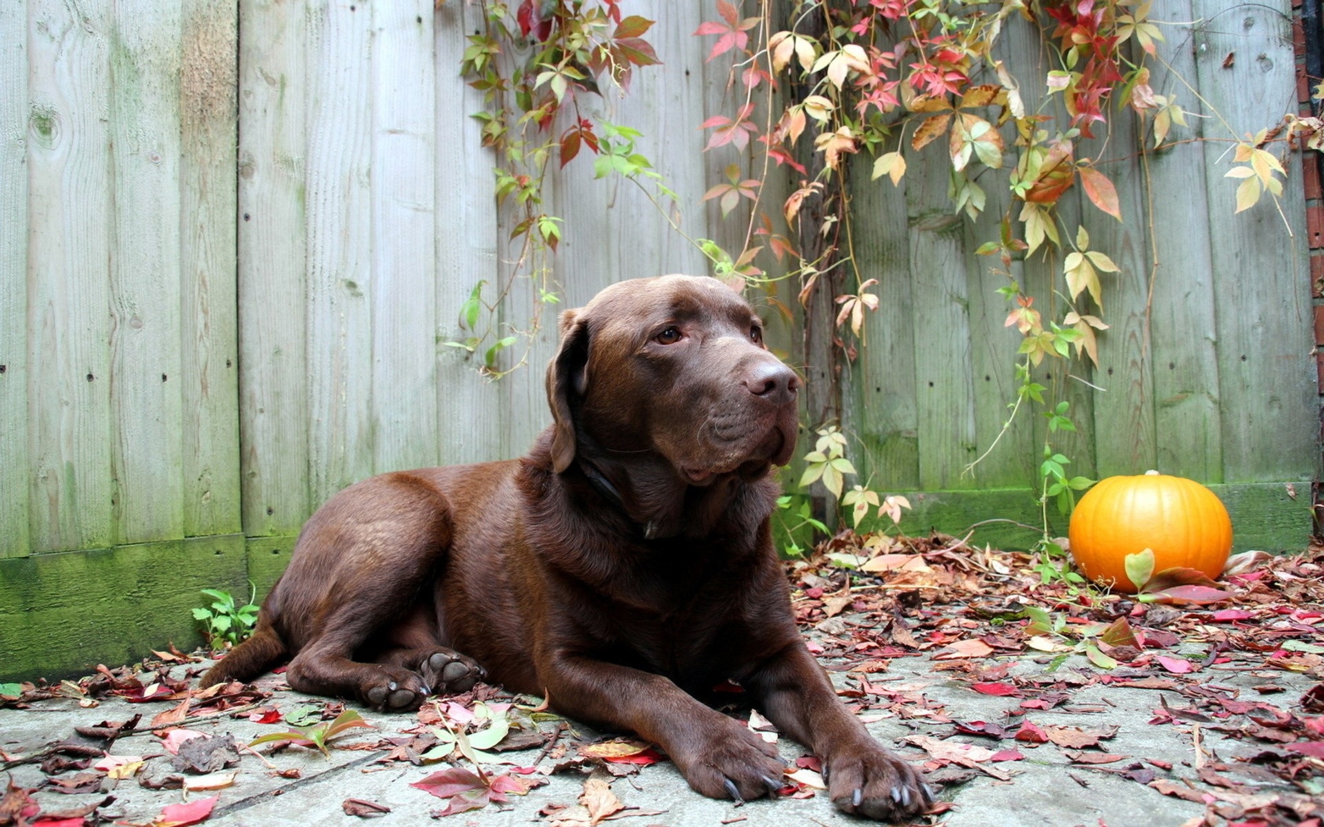 Картинки Собака, отдых, листья, осень фото и обои на рабочий стол