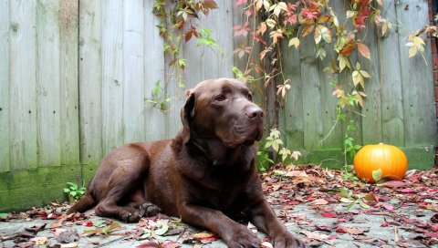 Собака, отдых, листья, осень