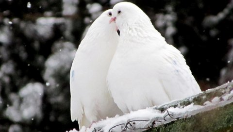 Голуби, птицы, перья, снег
