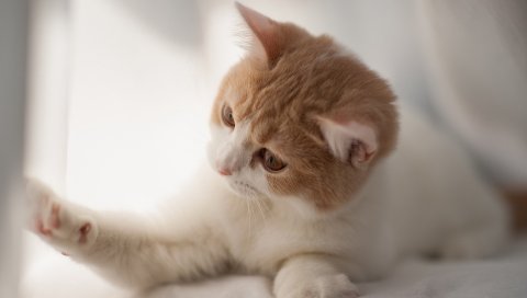 Котенок, игривый, любопытный, пестрый, светлый
