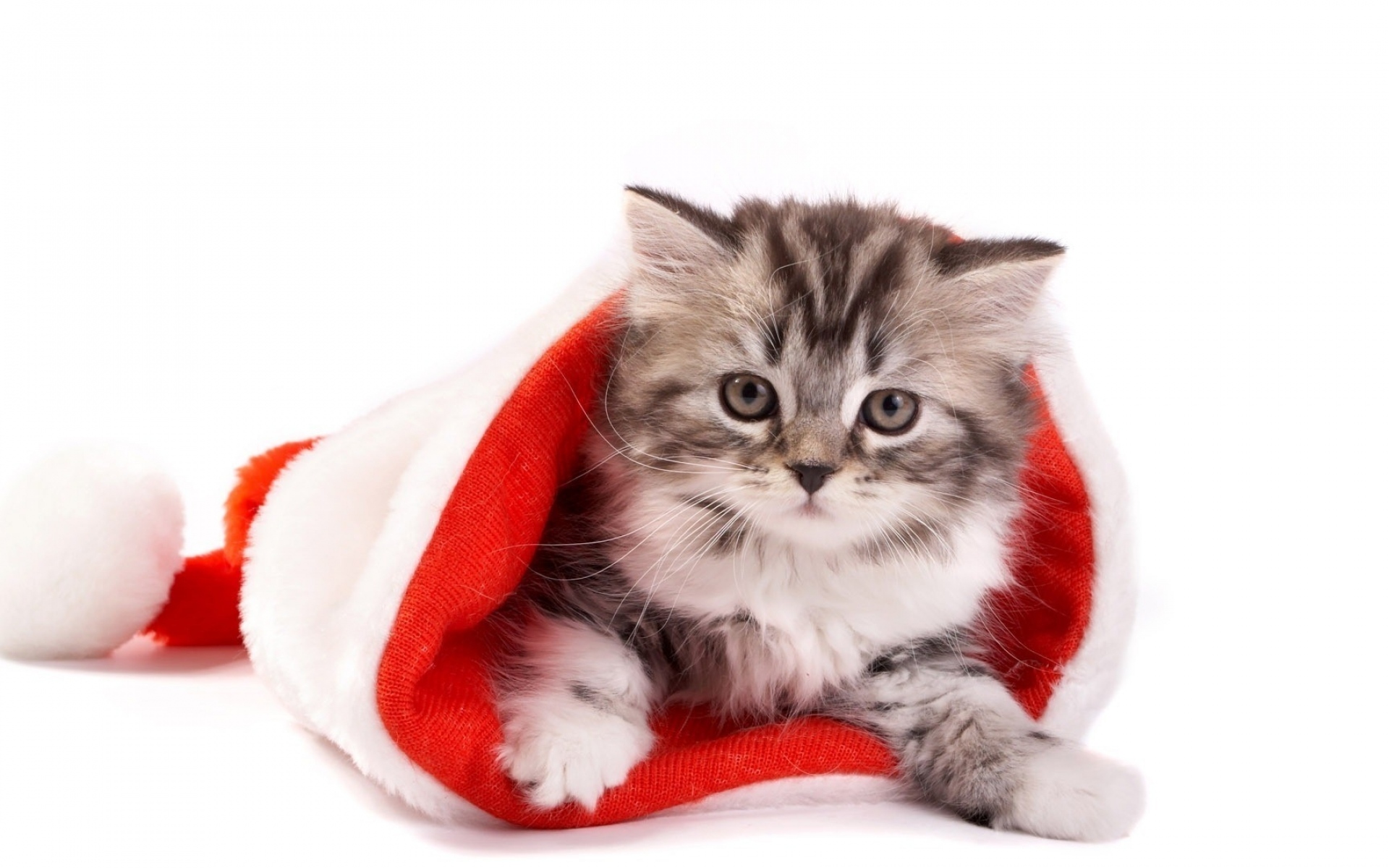 Картинки Котенок, новый год, фото и обои на рабочий стол