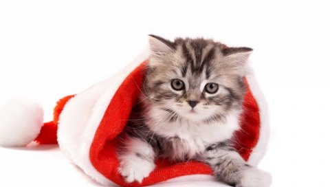 Котенок, новый год,