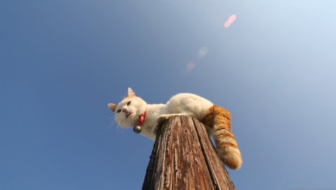 Кошка, столб, воротник, сидеть