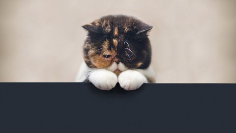 Кошка, грустная, красивая, ноги, лицо, жир