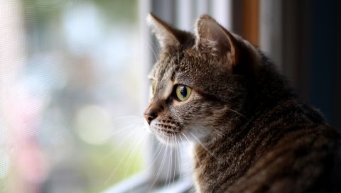Кошка, лицо, глаза, печаль, окно, стекло, ожидание