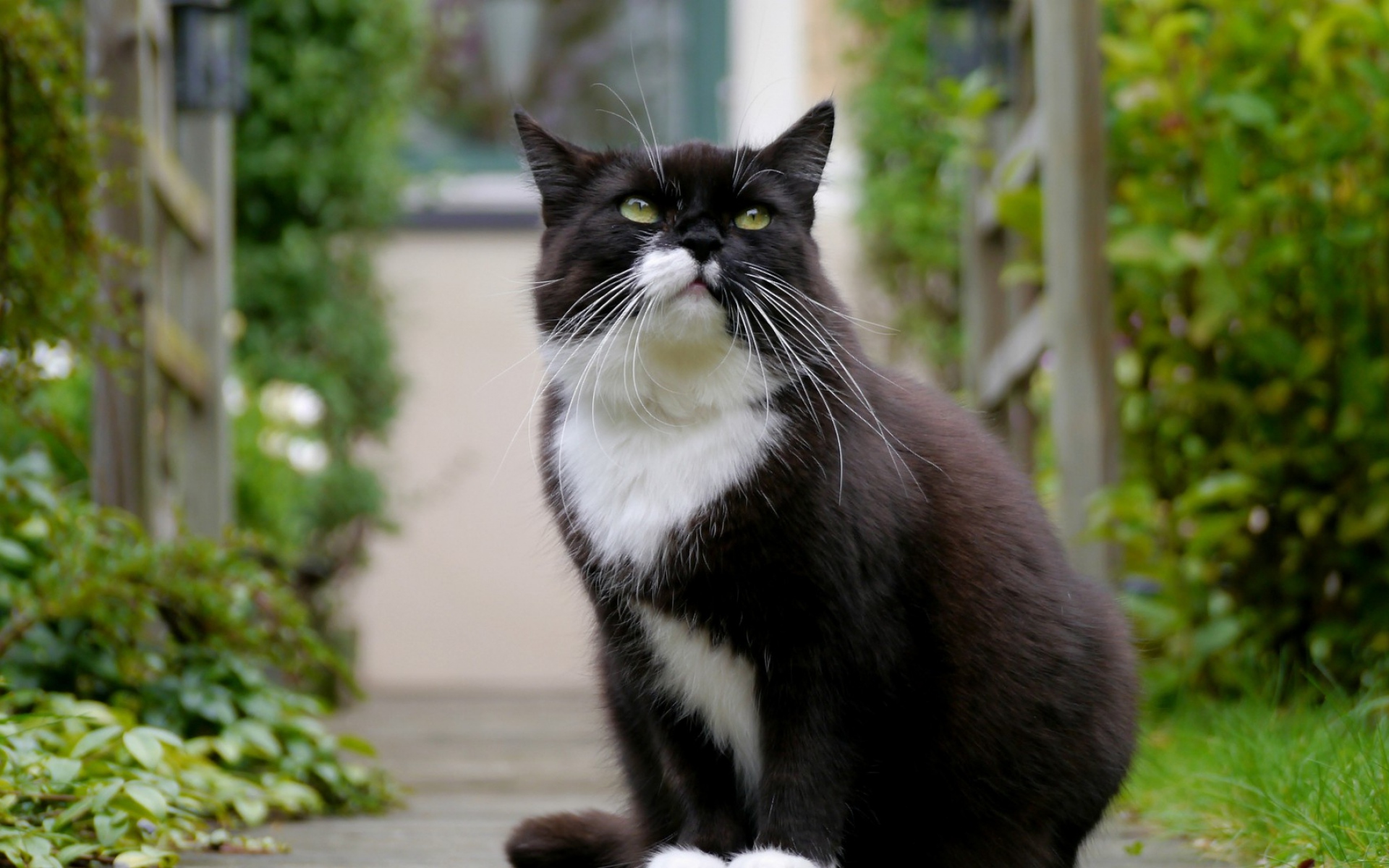 Картинки Кошка, лицо, глаза, толстые фото и обои на рабочий стол