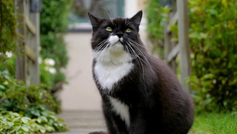 Кошка, лицо, глаза, толстые