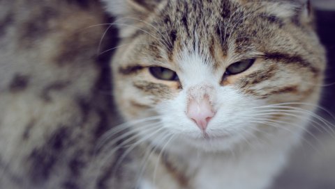 Кошка, грустная, лицо, косоглазие