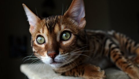 Кошка, морда, уши, глаза, часы