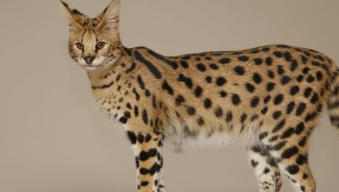 Саванна, женщина, кошка, пятнистый, большой