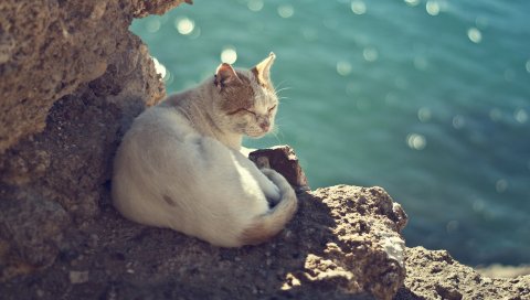 Кот, море, камни, сидеть, тепло, солнце