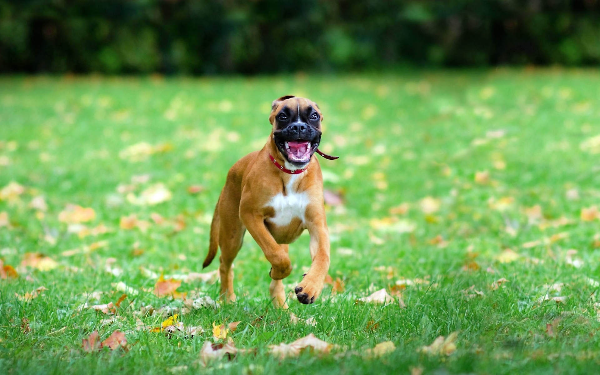 Dog is running. Боксёр собака. Фон собаки. Картинки на рабочий стол собаки. Собака на природе.