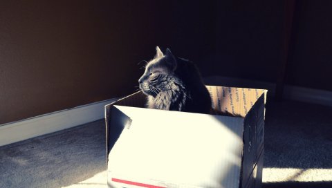 Кошка, ящик, сидеть, тень, укрытие