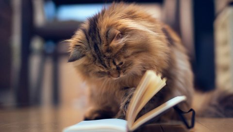 Кошка, пушистая, книга