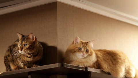 Кошки, пара, сидя, полка