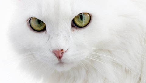 Кошка, лицо, глаза, белый