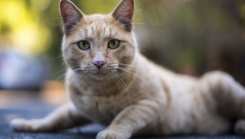 Кошка, табби, ложь, смотреть, смотреть