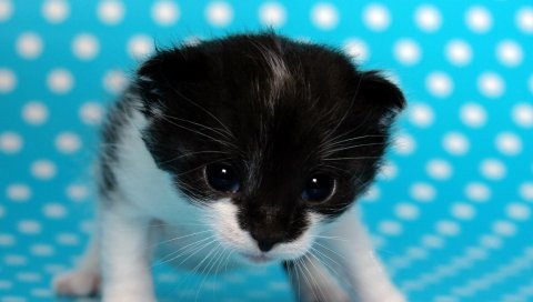 Котенок, фоны, пятнистый