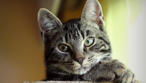 Кошка, морда, полосатый, глаза, милый