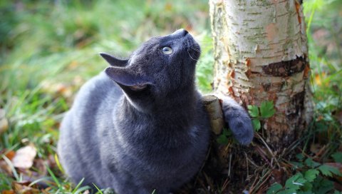 Кот, дерево, трава, думаю, смотреть