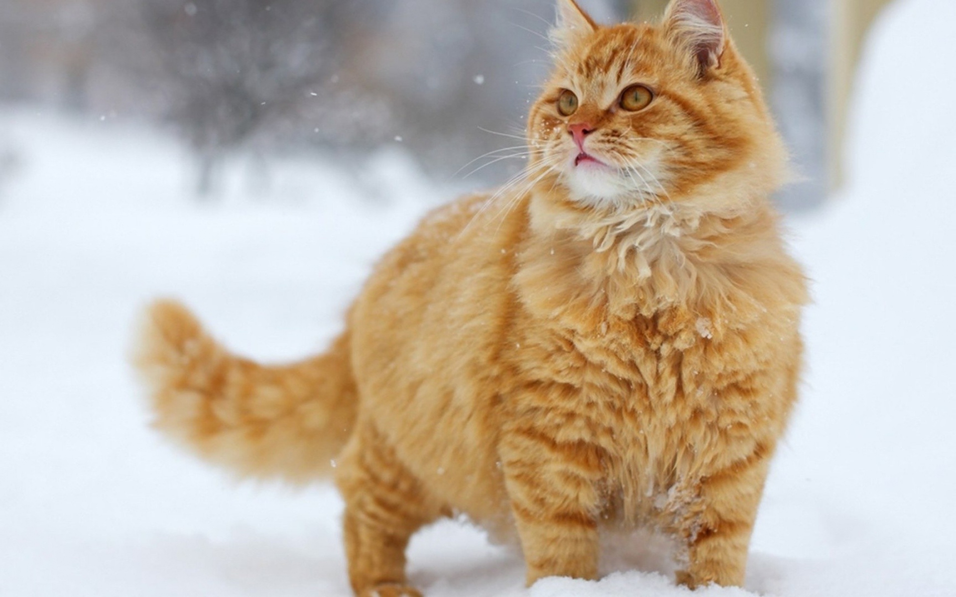 Картинки Кошка, снег, густой, прогулка фото и обои на рабочий стол