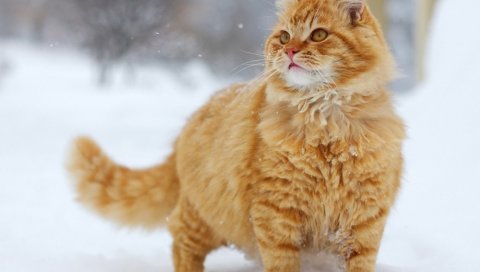 Кошка, снег, густой, прогулка