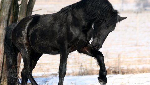 Лошадь, черная, нога