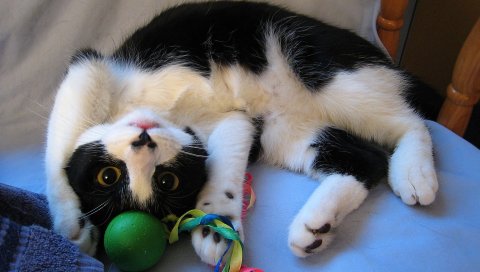 Котенок, игрушки, игривый, ложь, пятнистый
