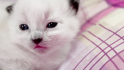 Котенок, морда, милый, глаза, ребенок