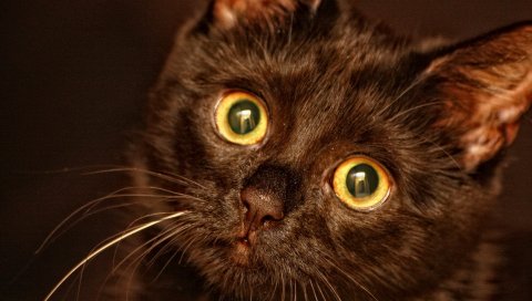 Котенок, лицо, глаза, черный