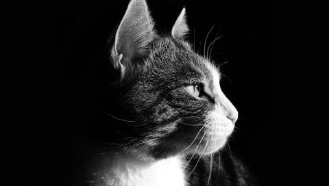 Кошка, лицо, профиль, черный фон