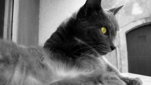 Кошка, морда, серый, смотреть, смотреть