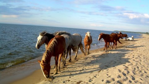 Лошадь, пляж, море, песок, стадо
