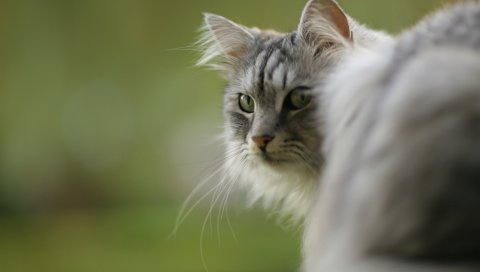 Кошка, пушистая, оглядываясь, сидеть